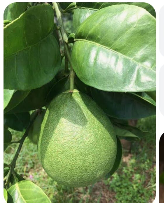 Fresh grapefruit (chadek) growing on the tree, used to make Konfiti Chadek